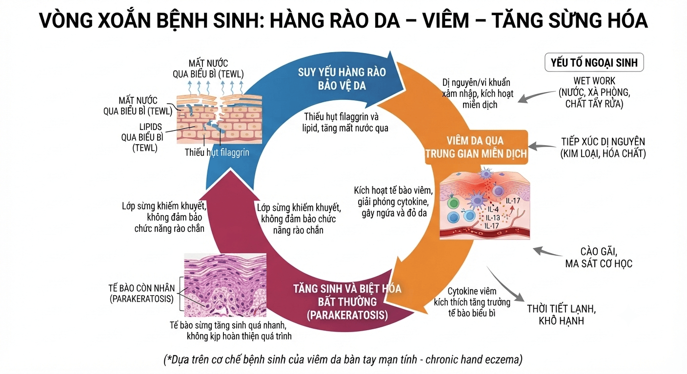 "Cơ chế bệnh sinh viêm da bàn tay mạn tính và hiện tượng parakeratosis"