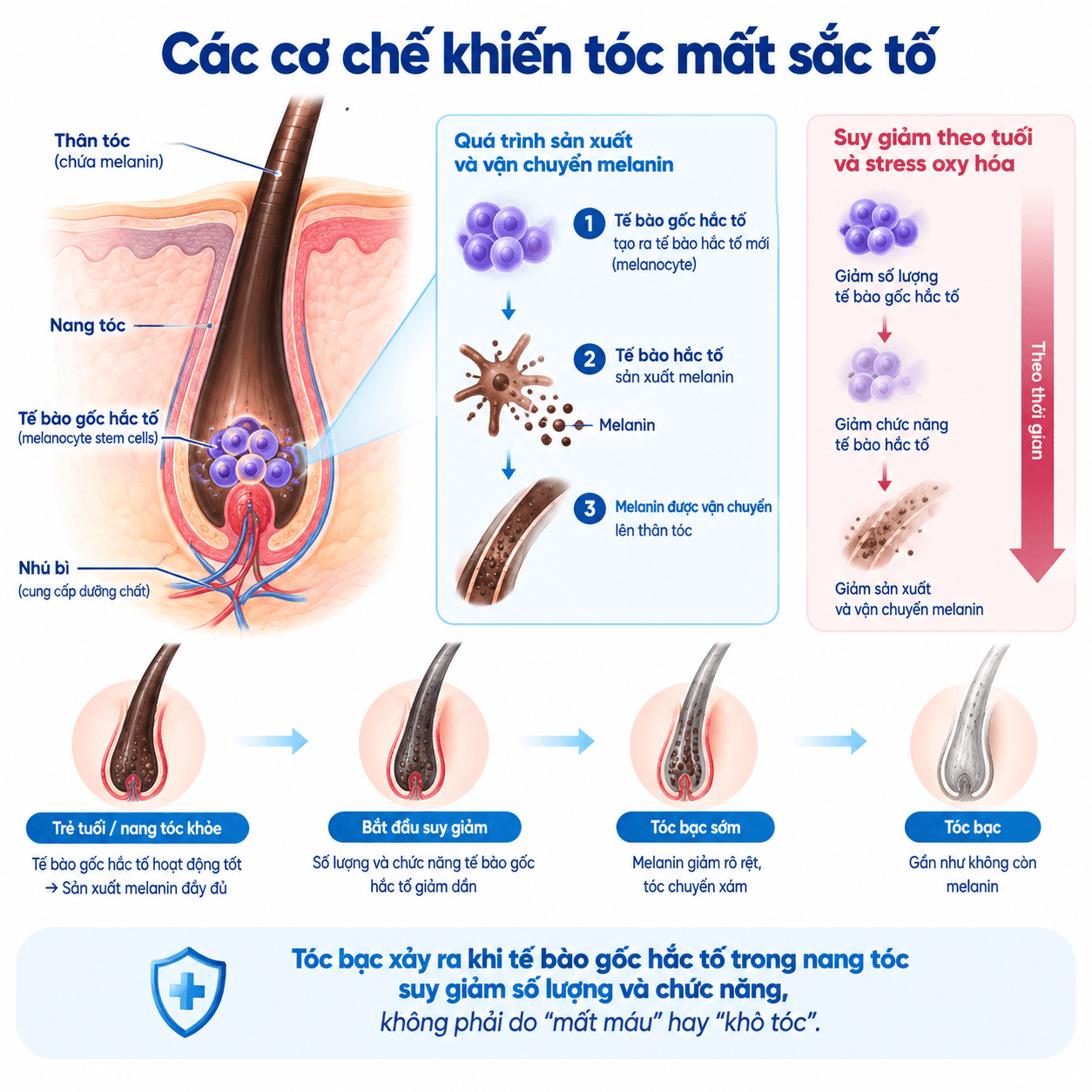 Minh hoa co che te bao goc hac to va qua trinh bac toc