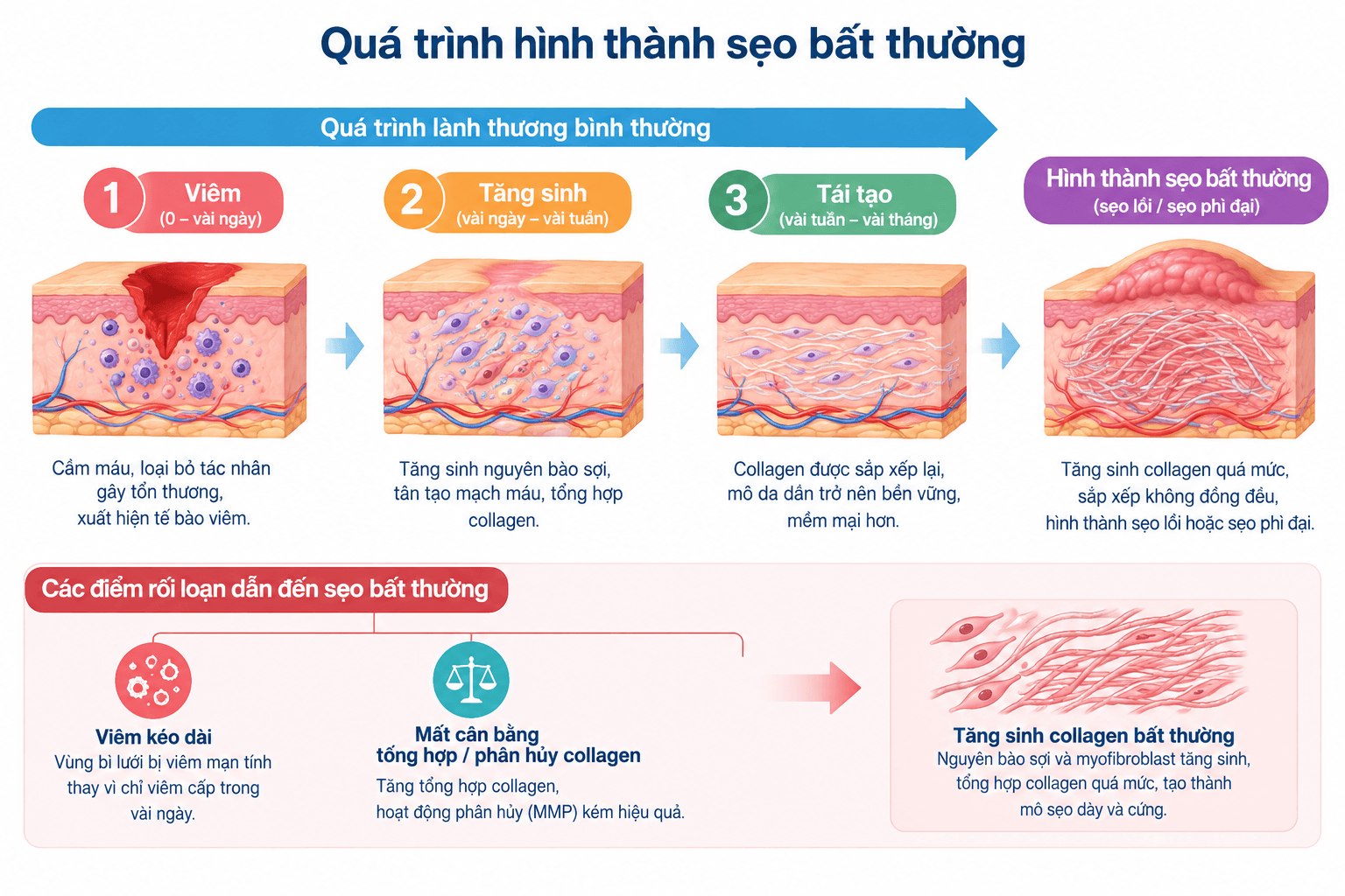 Sơ đồ quá trình lành thương bình thường và hình thành sẹo bất thường