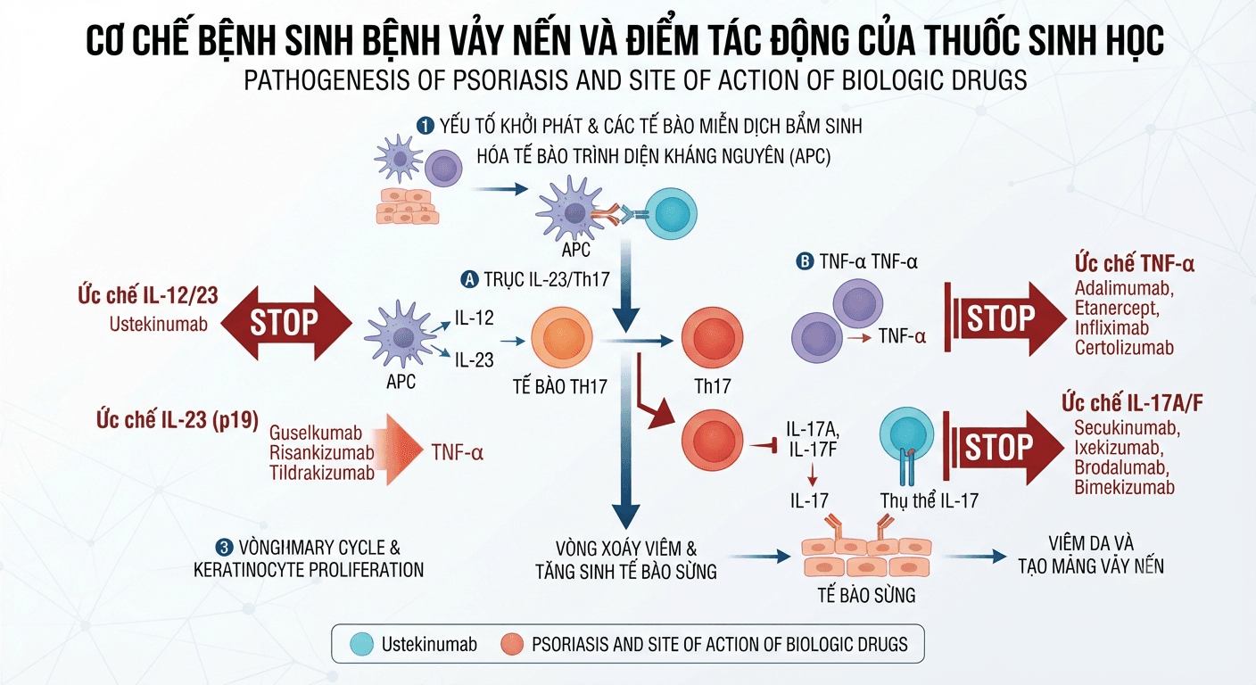 Thuốc sinh học tác động vào cơ chế bệnh sinh của vảy nến như thế nào?